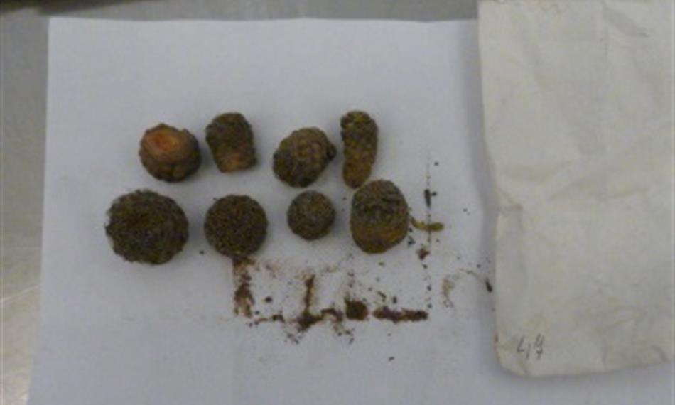 2015-1-26-1134kaktusy foto 2.jpg